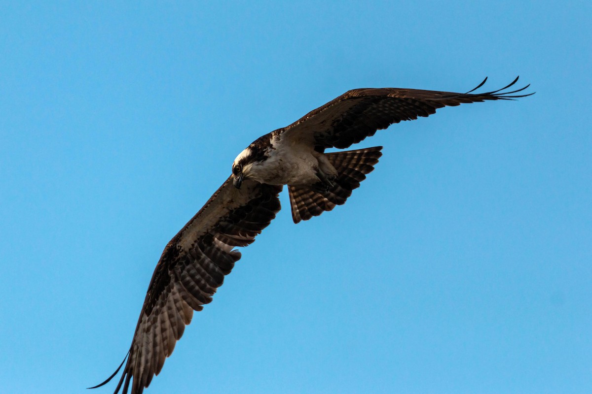 Balbuzard pêcheur - ML620628890