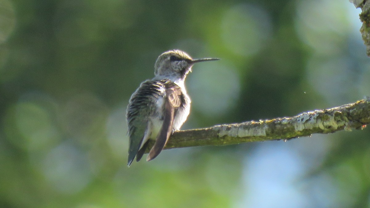 Anna's Hummingbird - ML620628892