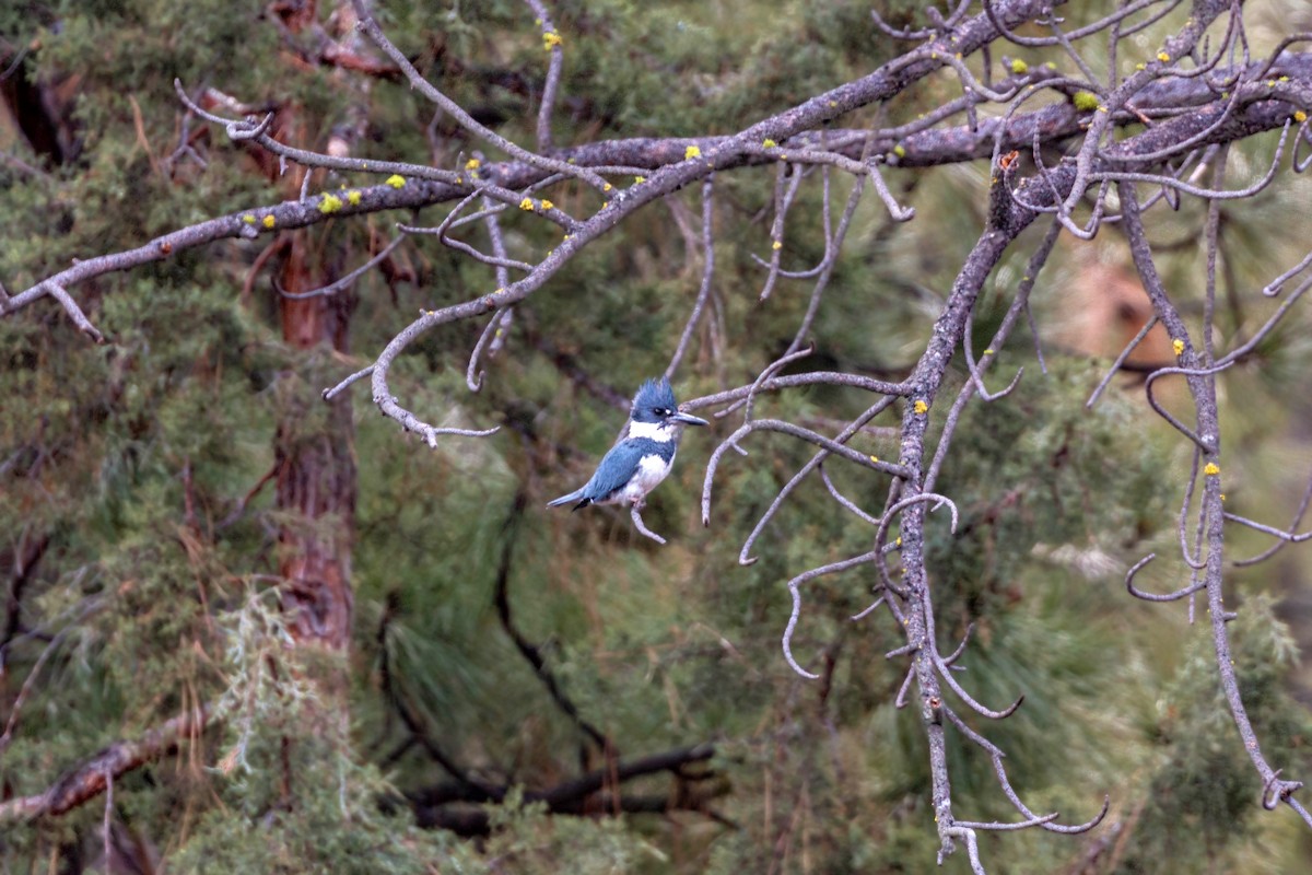 Belted Kingfisher - ML620628893