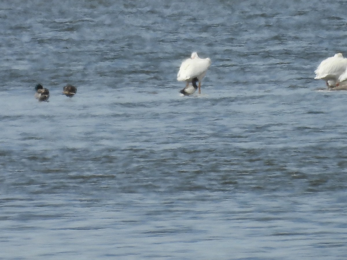 Greater/Lesser Scaup - ML620628894