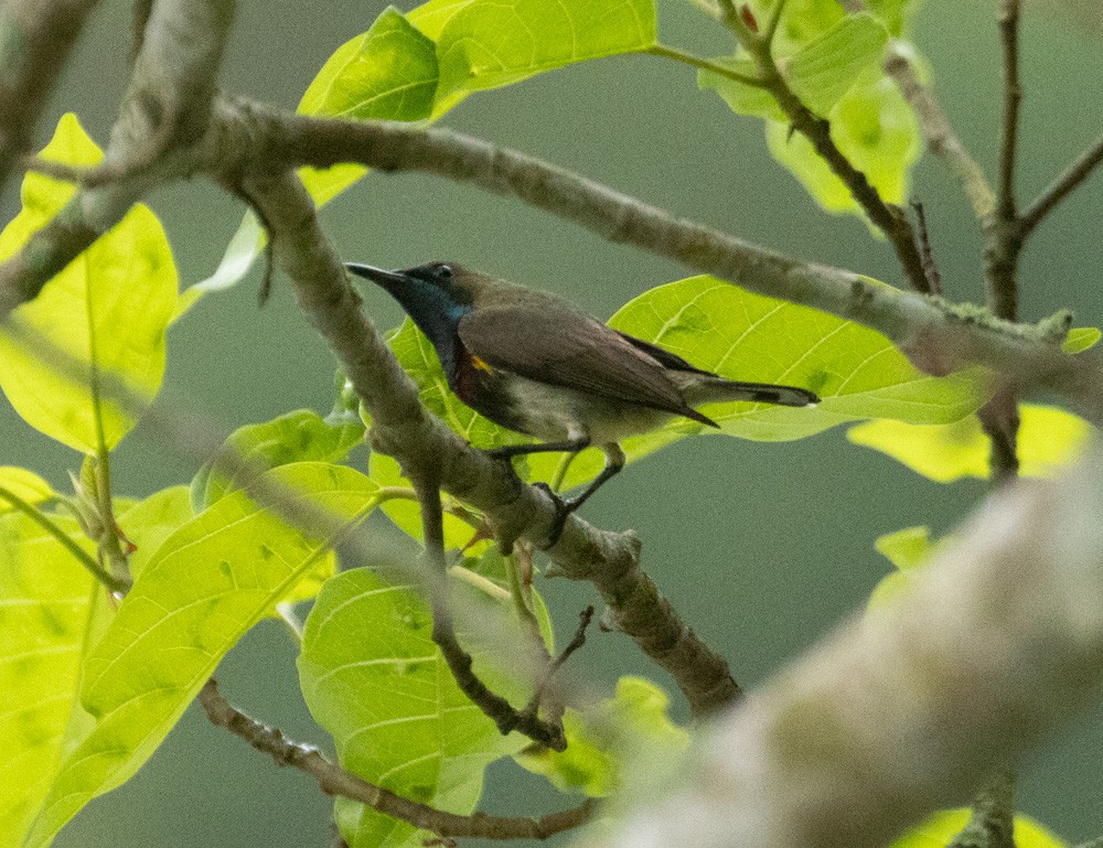 Ornate Sunbird - Lindy Fung