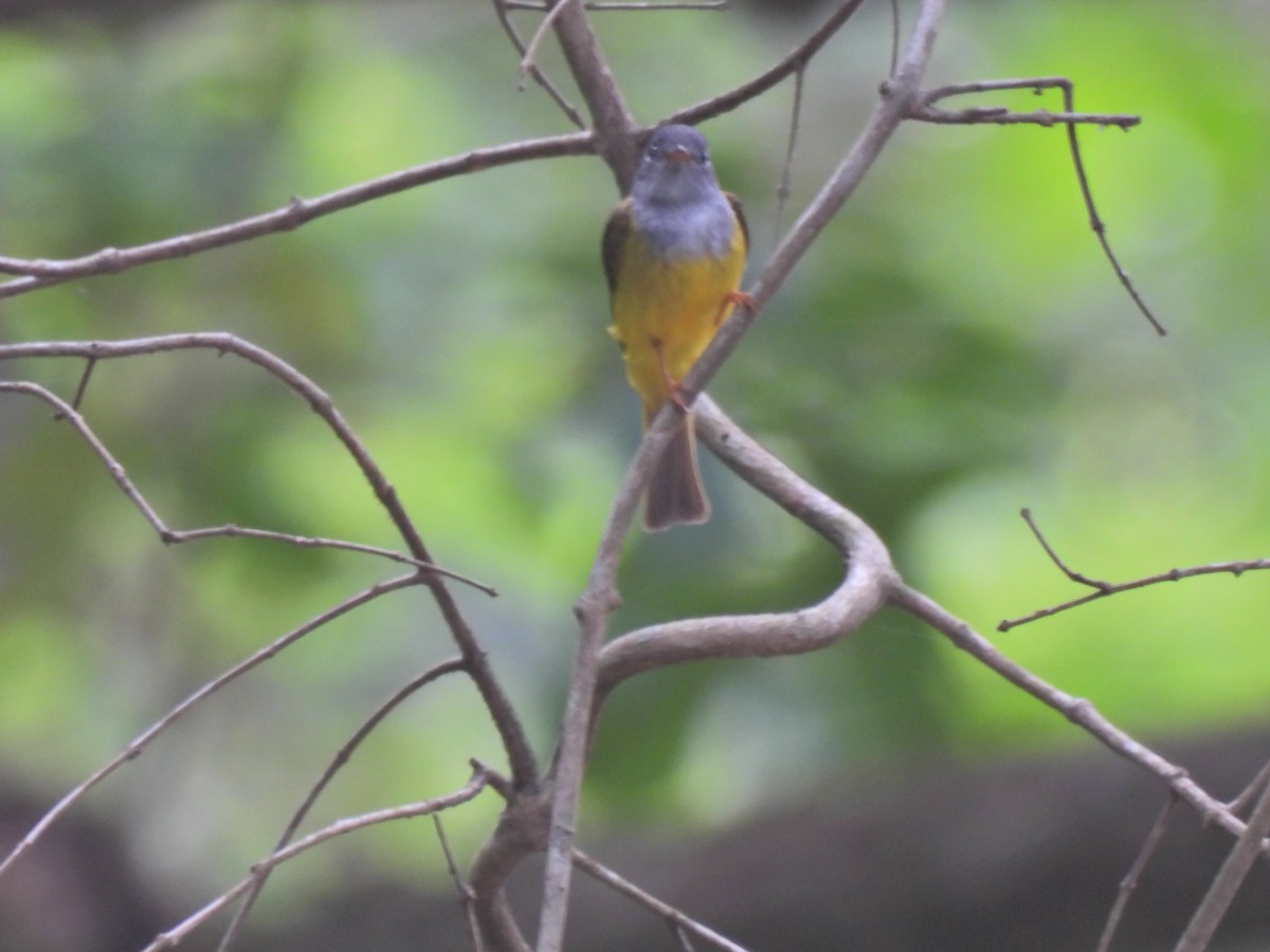 Gray-headed Canary-Flycatcher - ML620628897