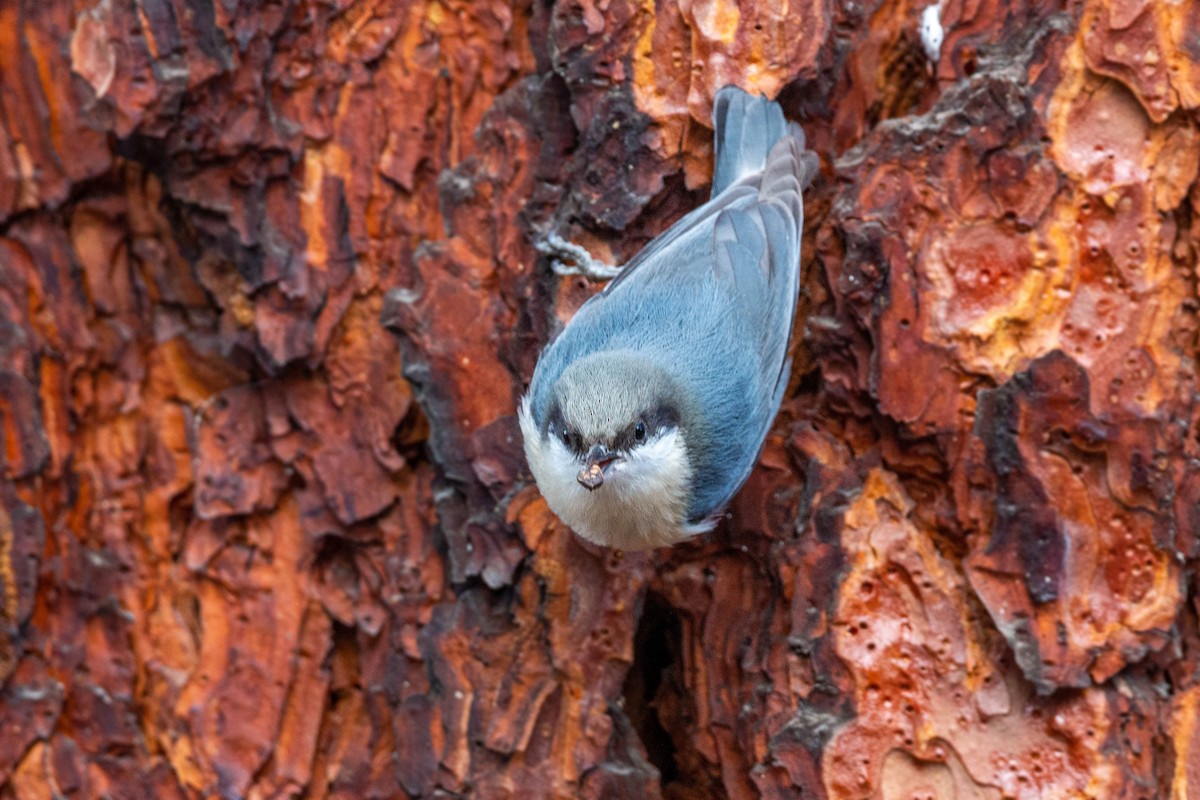 Pygmy Nuthatch - ML620628900