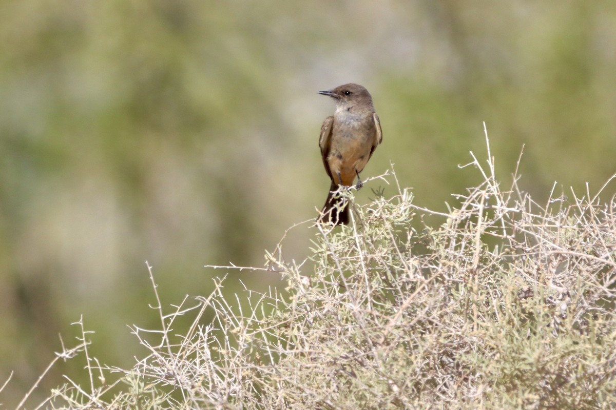 Mosquero Llanero - ML620628906