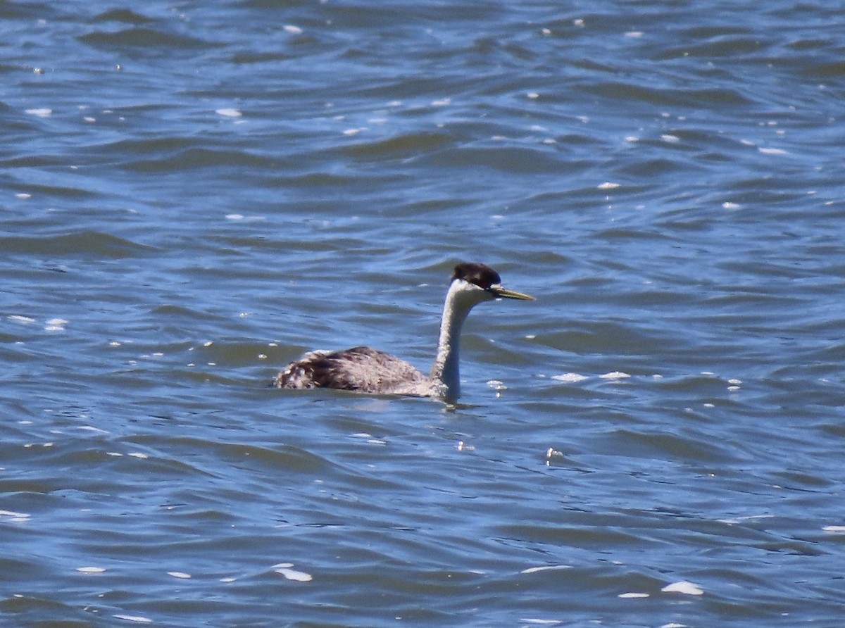 Western Grebe - ML620628910