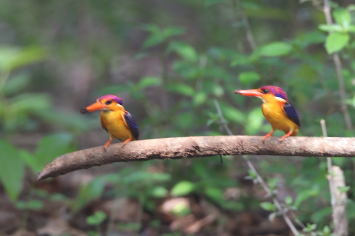 Black-backed Dwarf-Kingfisher - ML620628911