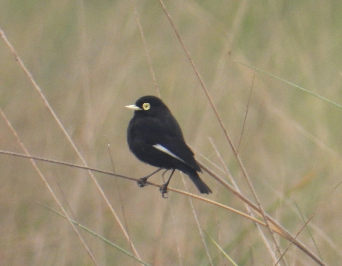 Spectacled Tyrant - ML620628912