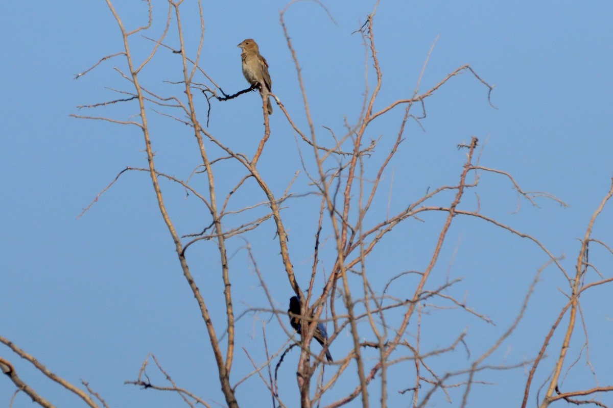 Blue Grosbeak - ML620628913