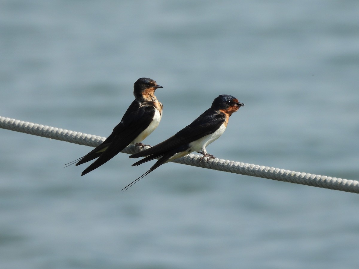 Barn Swallow - ML620628914