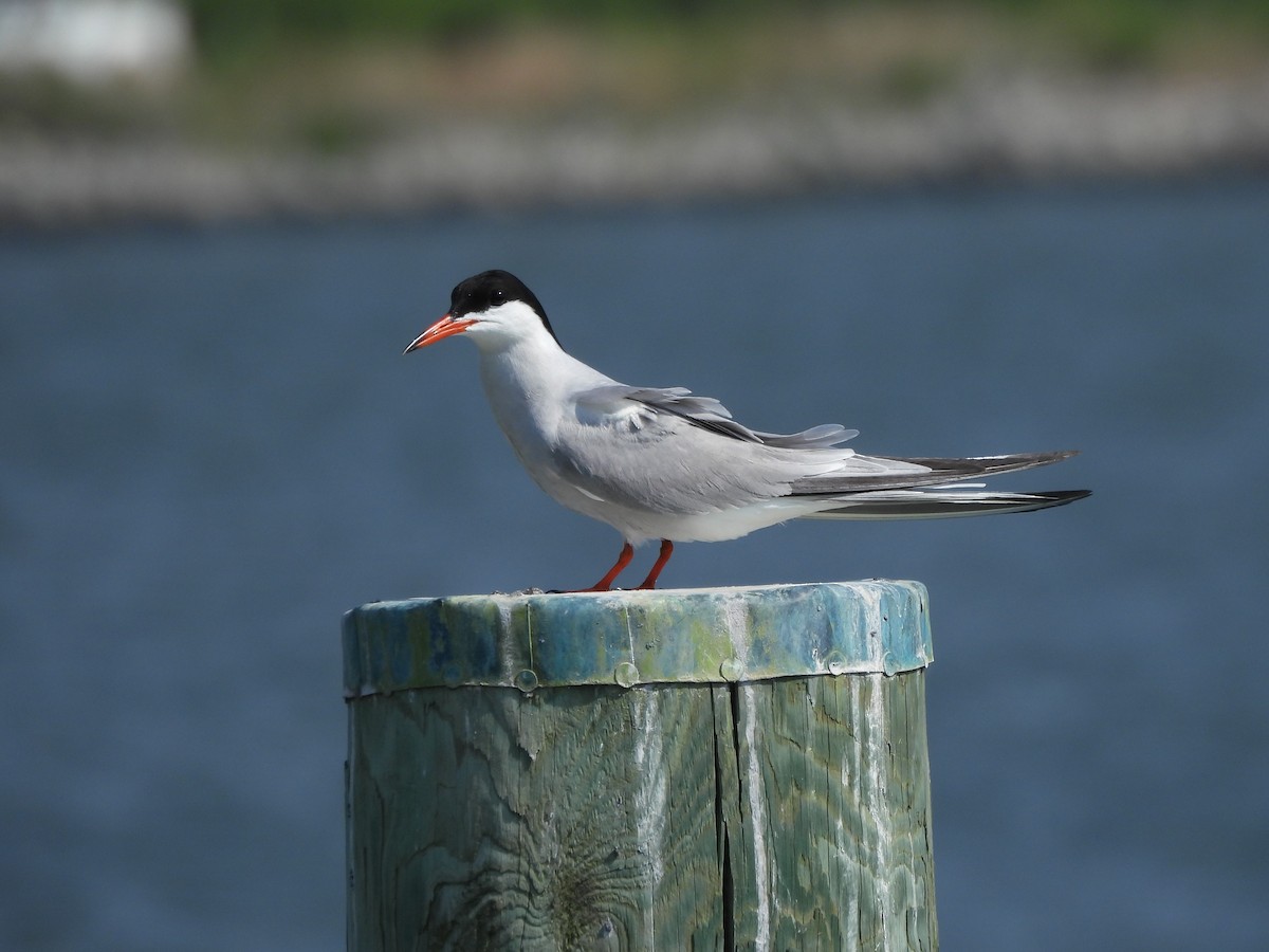 Common Tern - ML620628919