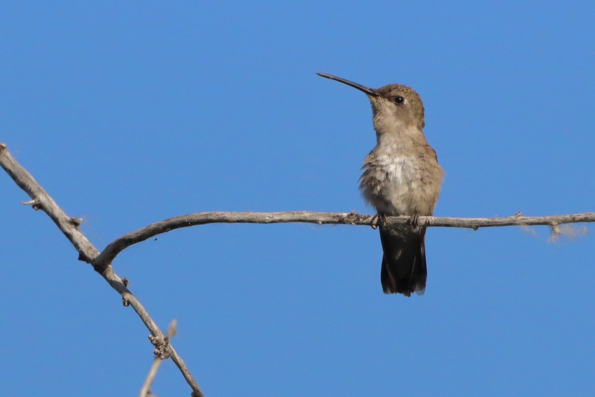 Colibri à gorge noire - ML620628920