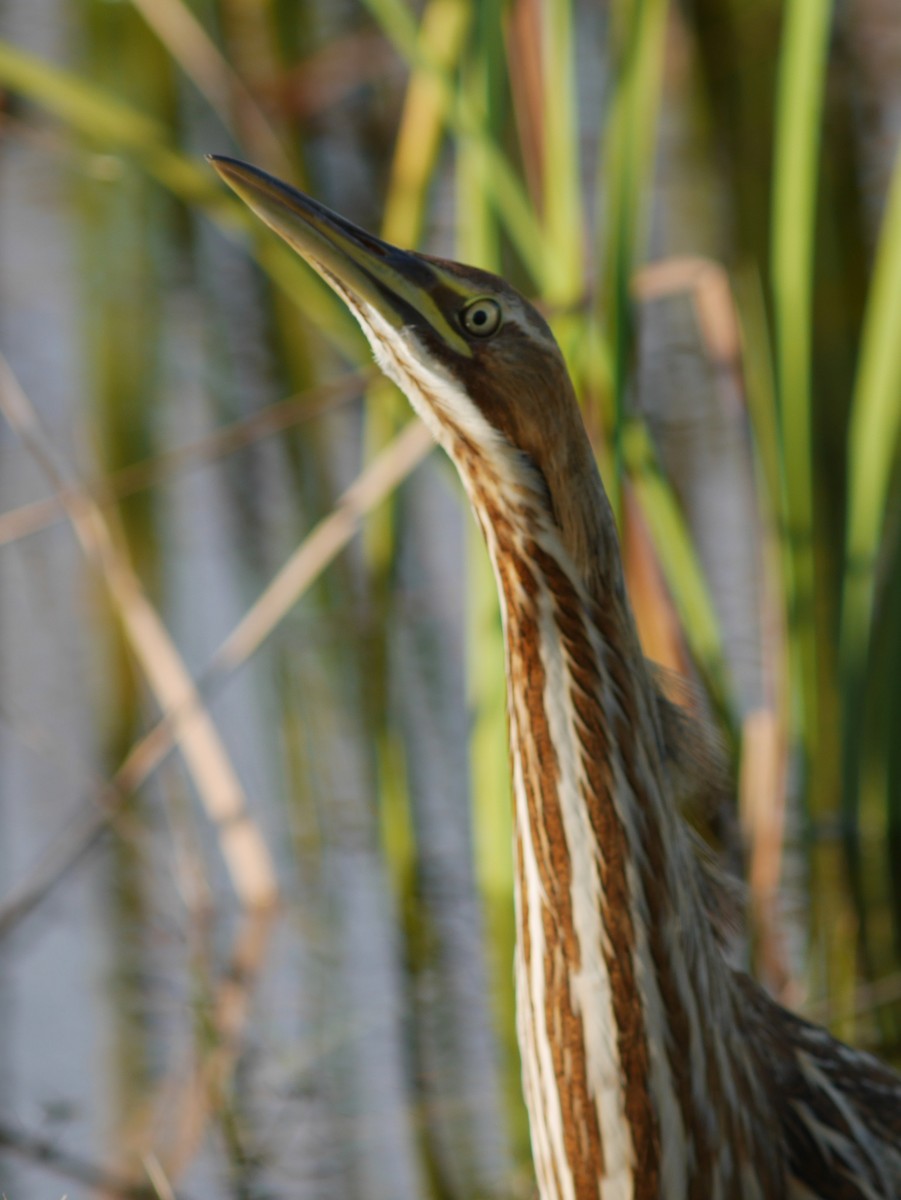 American Bittern - ML620628921