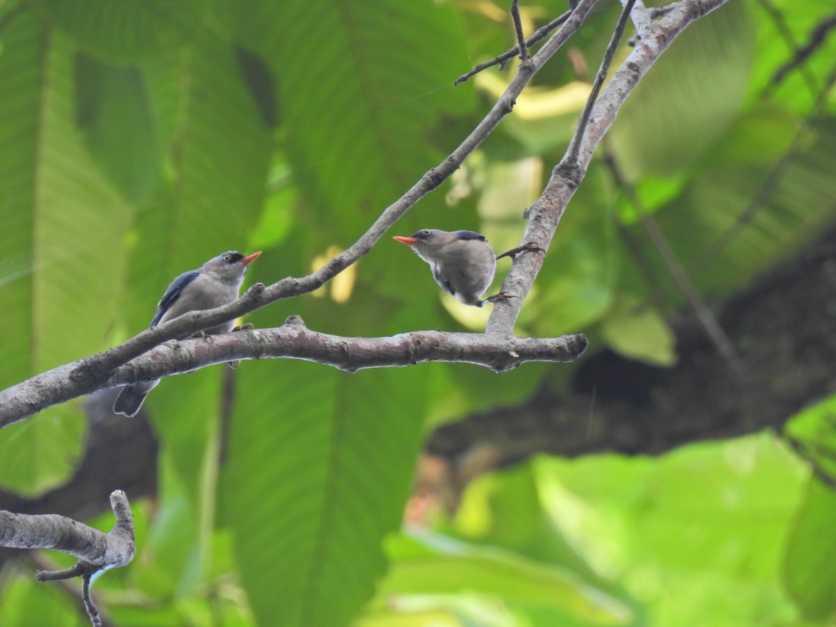 Velvet-fronted Nuthatch - ML620628922