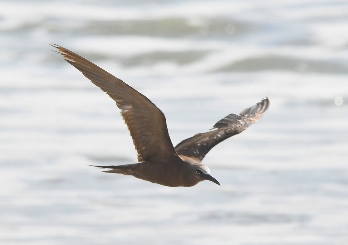 Brown Noddy - ML620628923