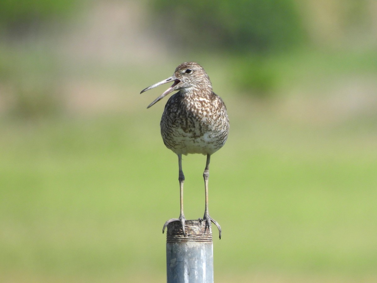 Willet - ML620628926