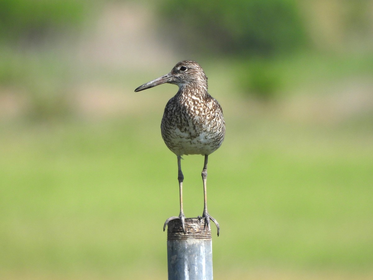 Willet - ML620628927