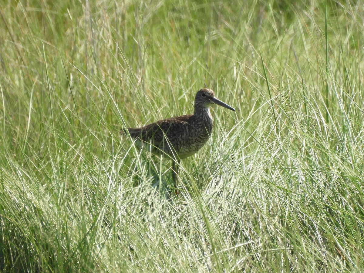 Willet - Tracee Fugate