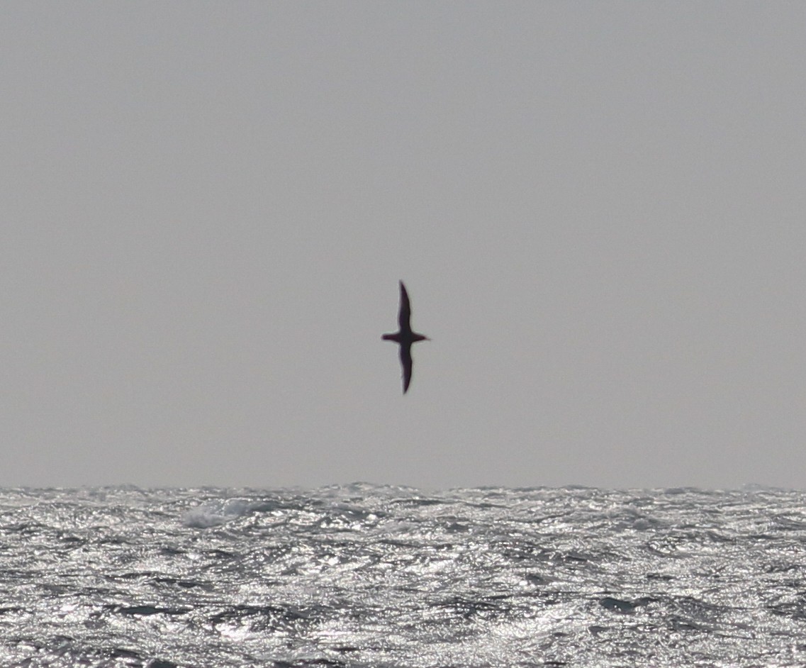 Balearic Shearwater - ML620628930