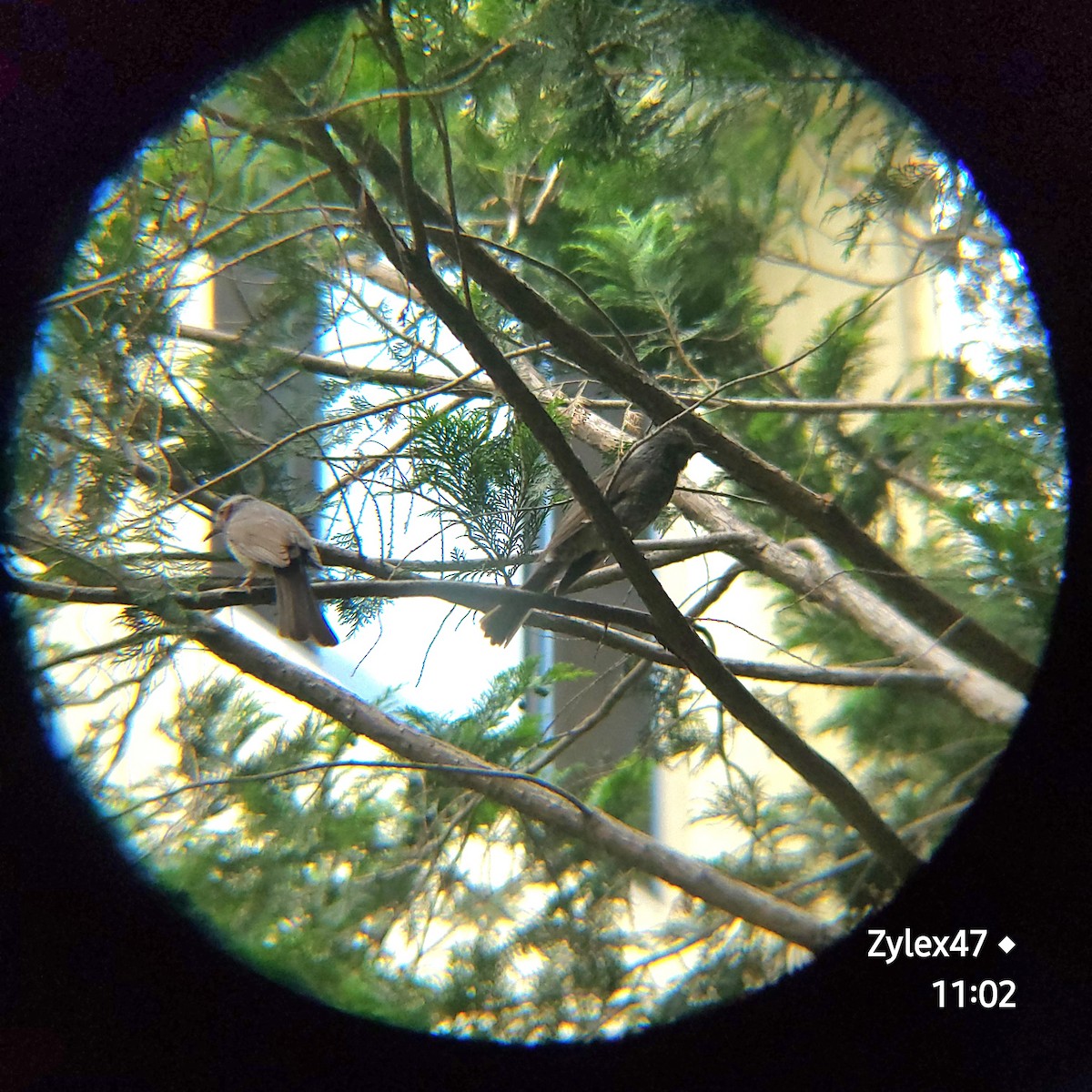 Brown-eared Bulbul - ML620628933