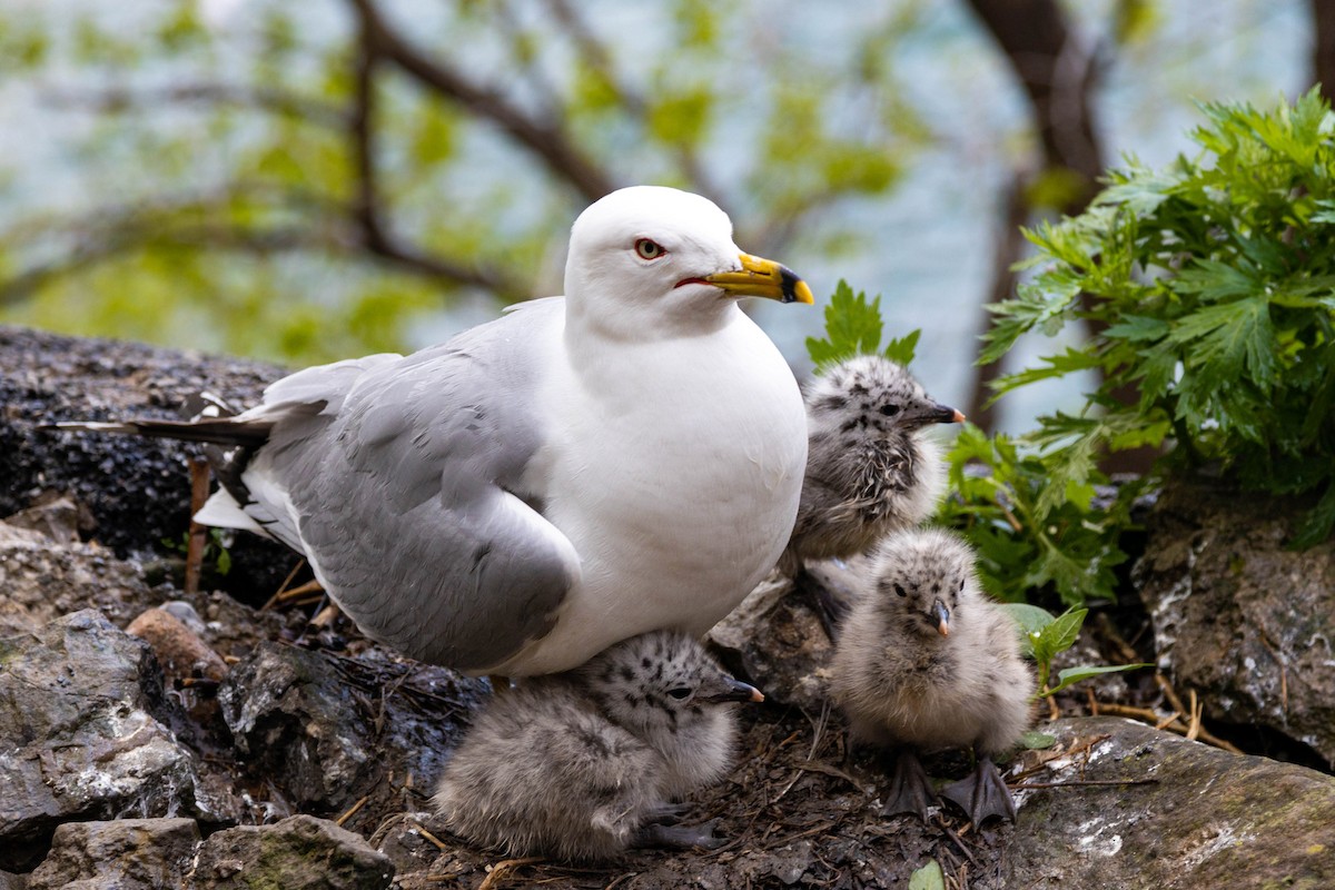 Ring-billed Gull - ML620628935