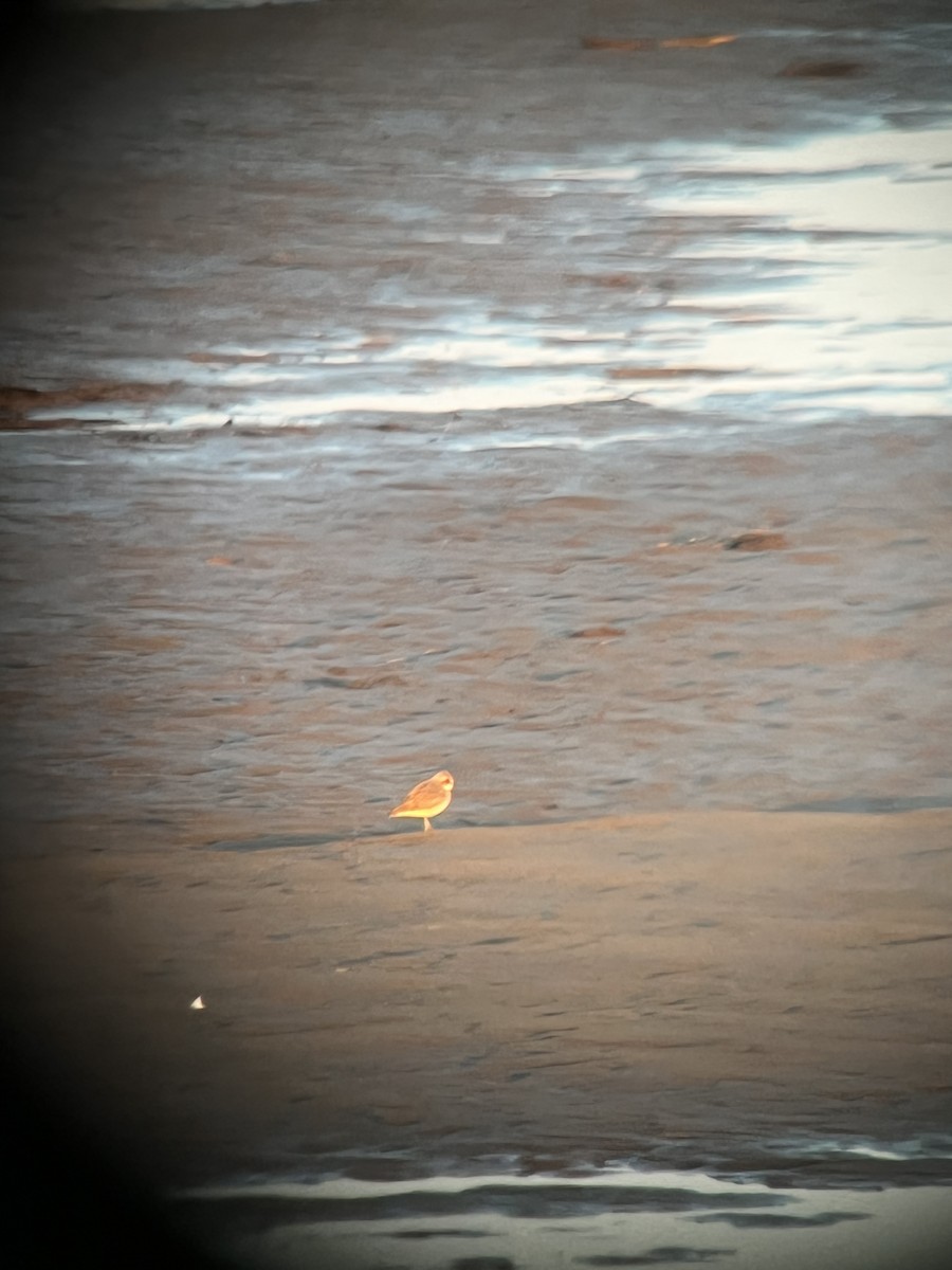 Siberian Sand-Plover - ML620628943