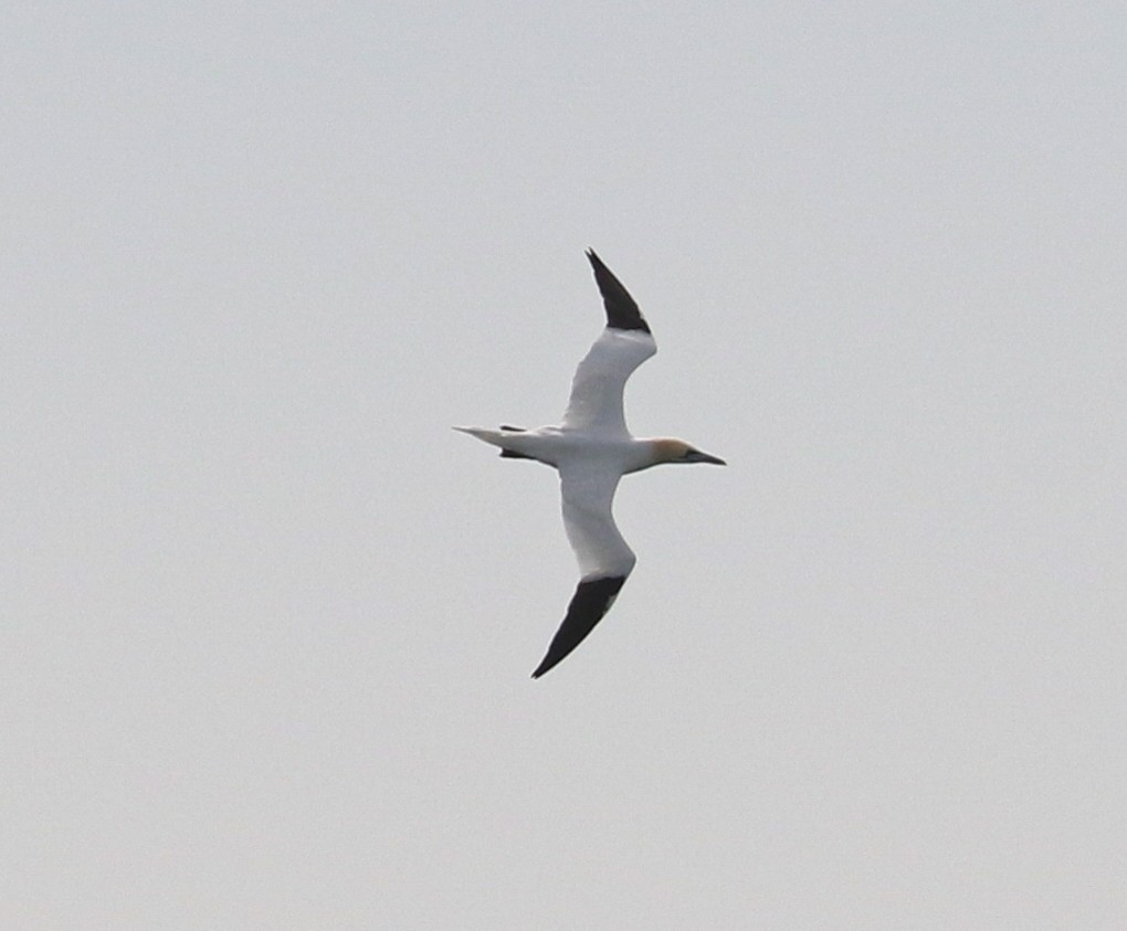 Northern Gannet - ML620628945