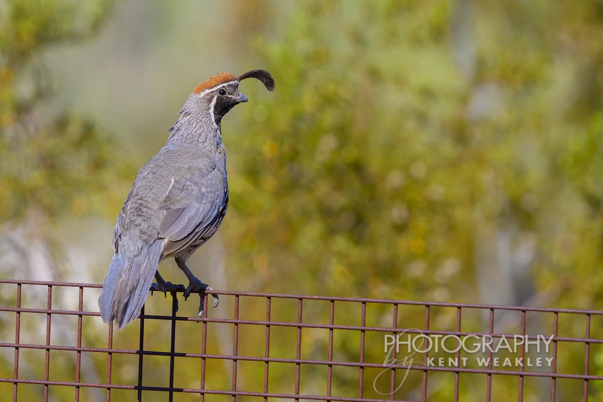 Gambel's Quail - ML620628949