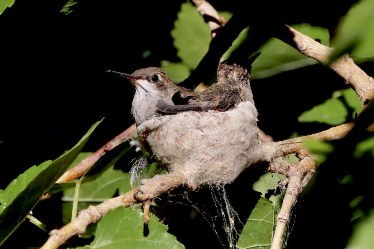 Black-chinned Hummingbird - ML620628954