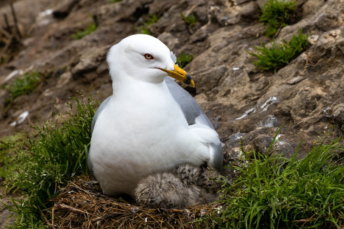 Ring-billed Gull - ML620628955