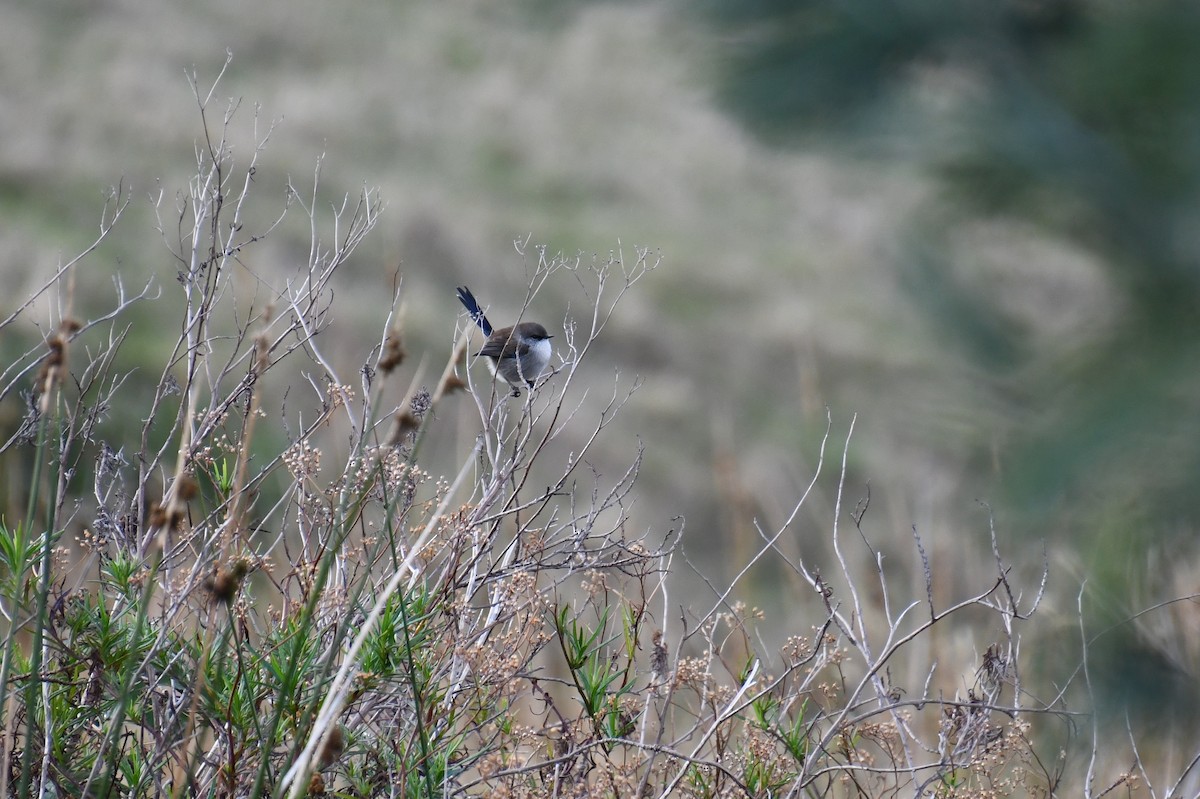 Superb Fairywren - ML620628956