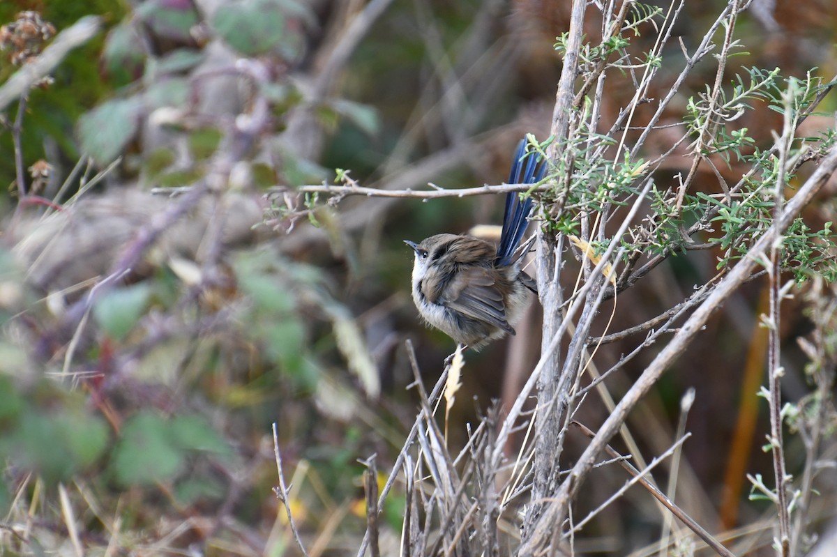 Superb Fairywren - ML620628957