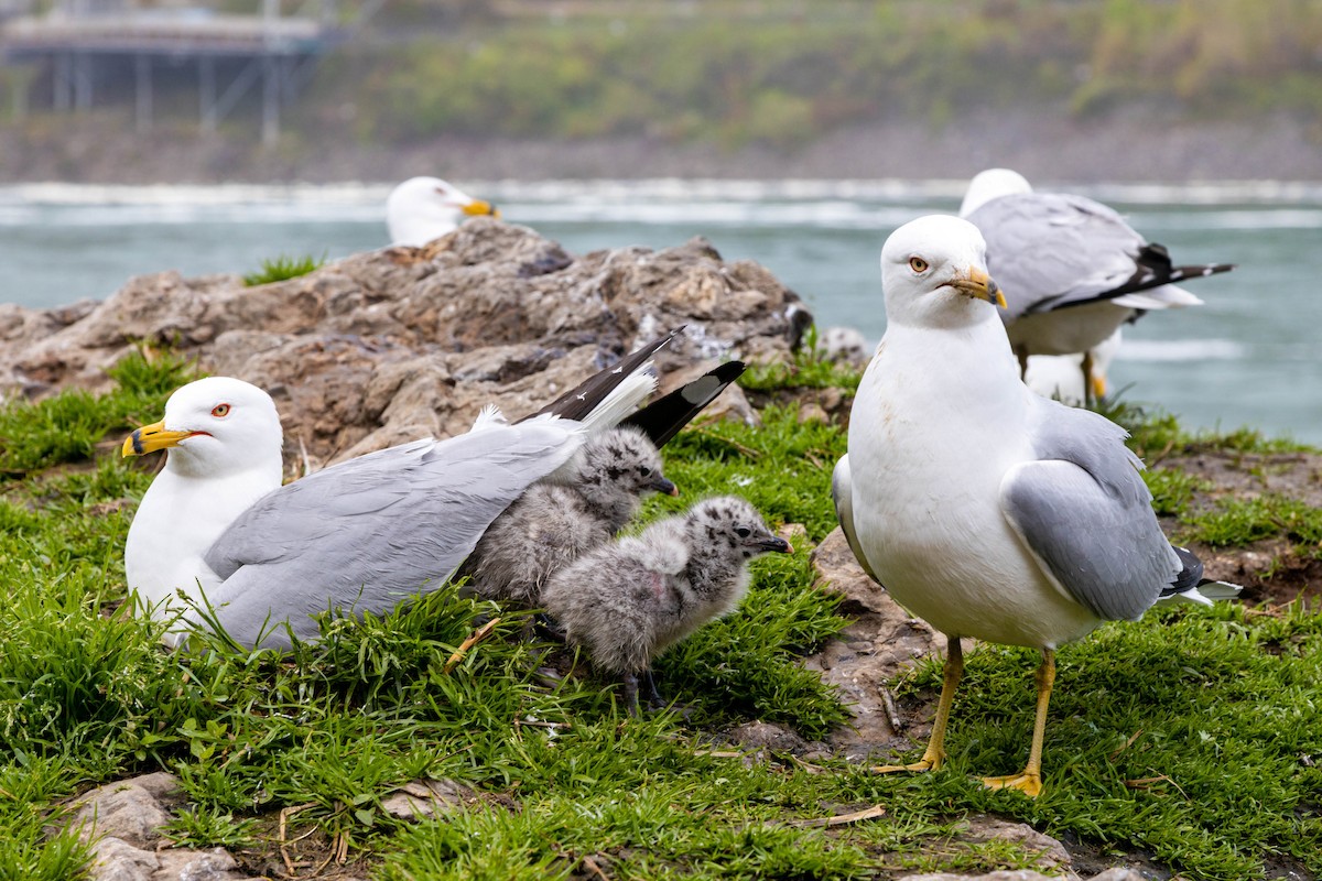 Ring-billed Gull - ML620628961