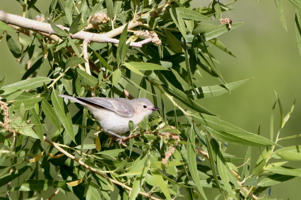 Lucy's Warbler - ML620628965