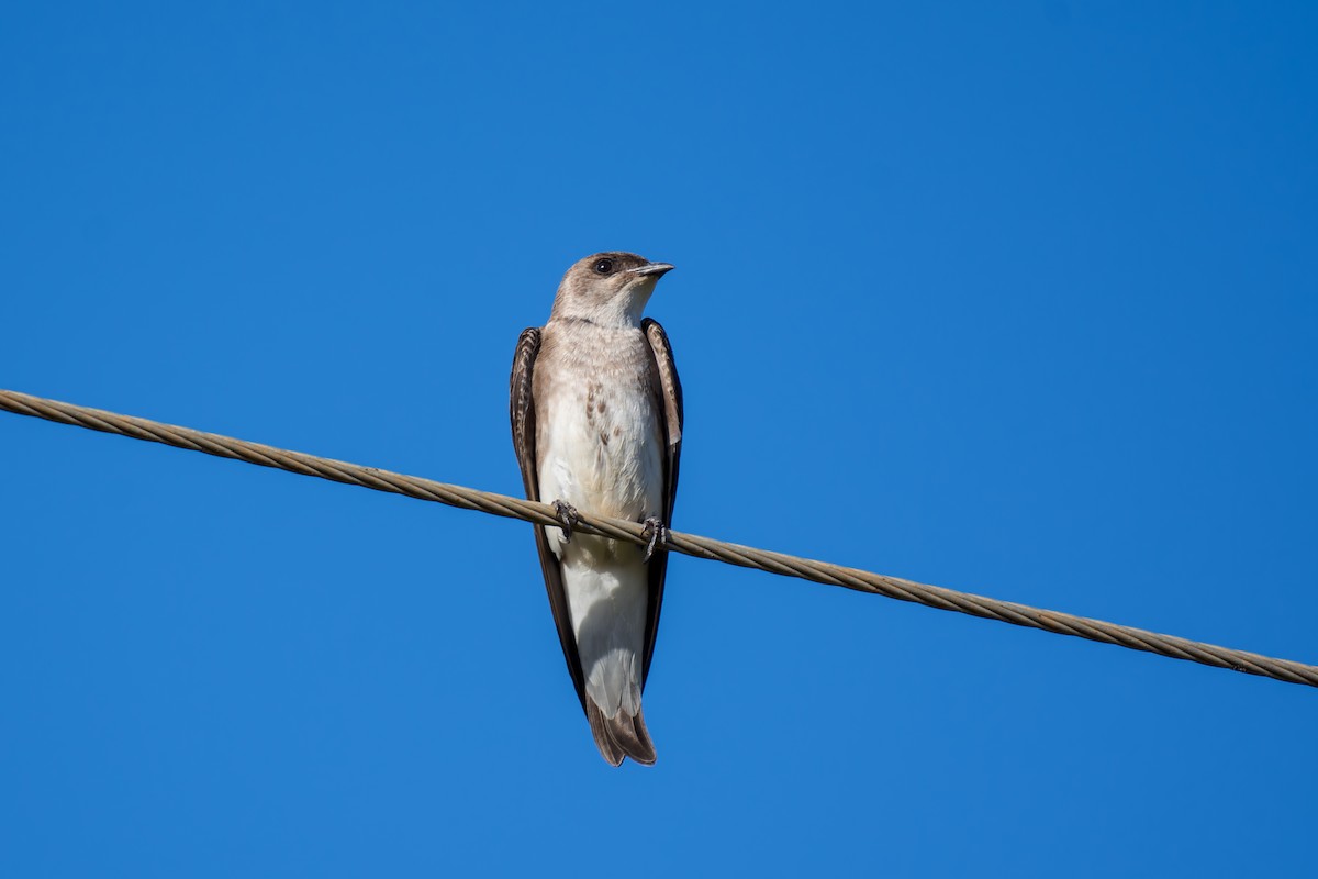 Golondrina Parda - ML620628969