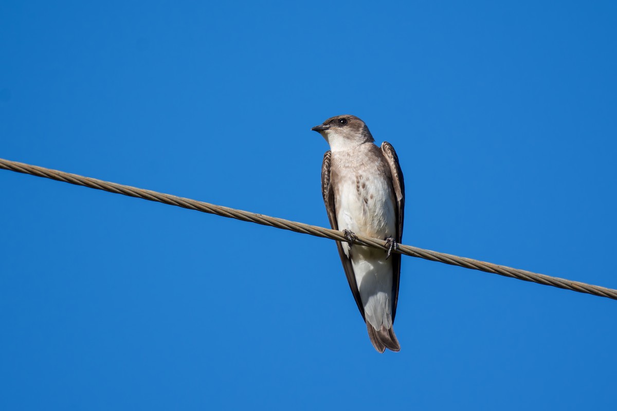 Brown-chested Martin - ML620628970