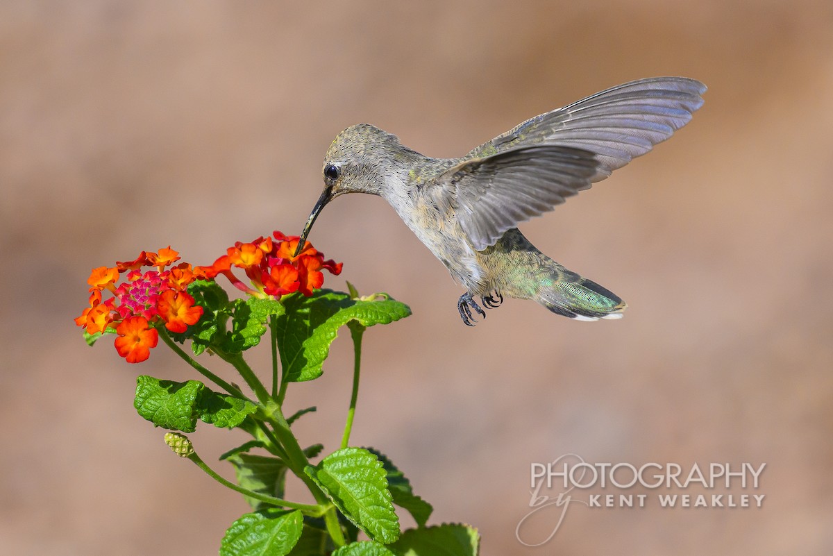 Black-chinned Hummingbird - Kent Weakley