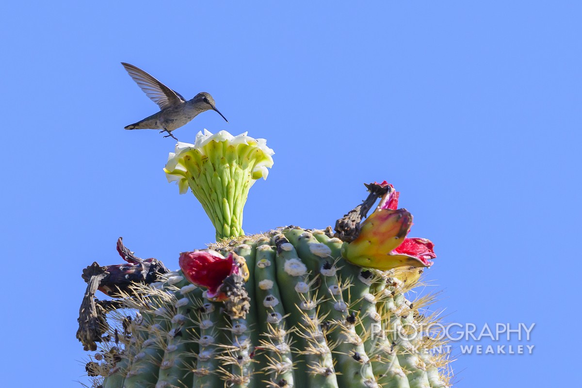 Colibrí Gorjinegro - ML620628976