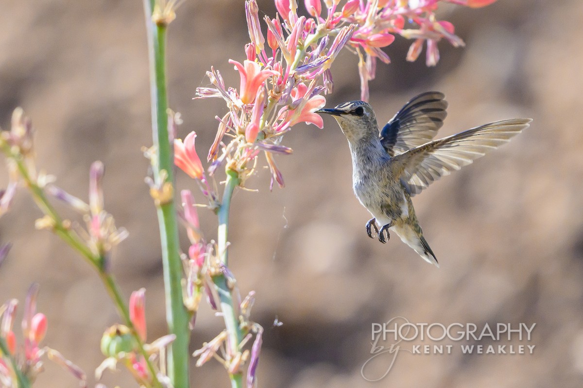 Black-chinned Hummingbird - ML620628977