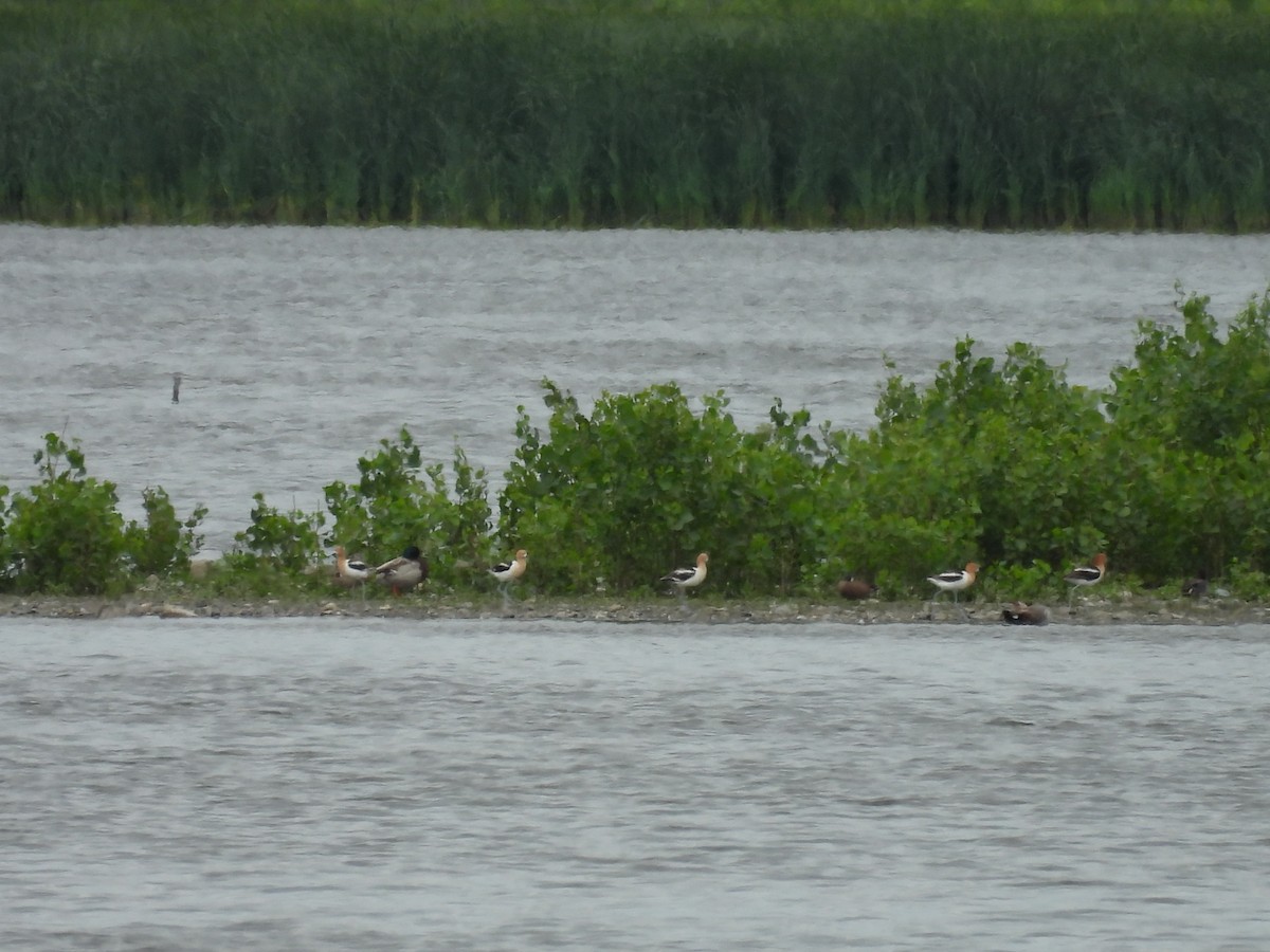 Avocette d'Amérique - ML620628978