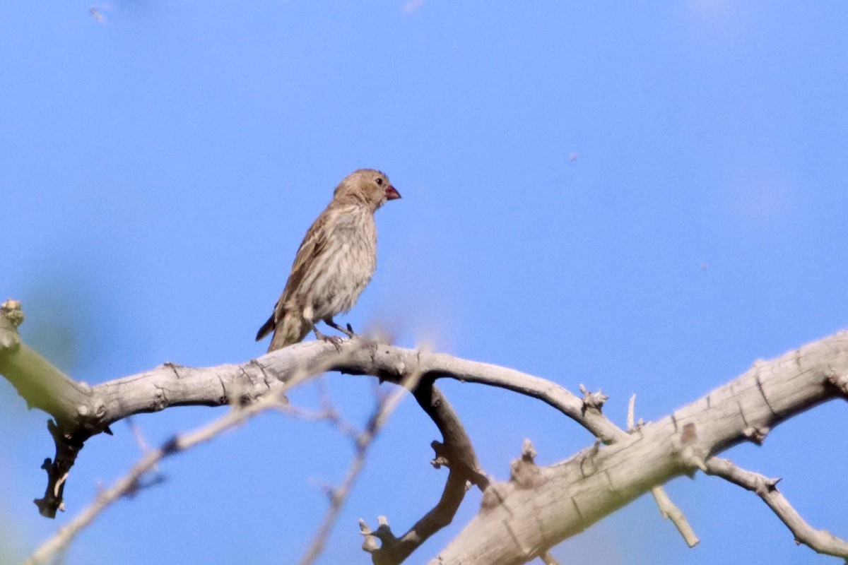 House Finch - ML620628979