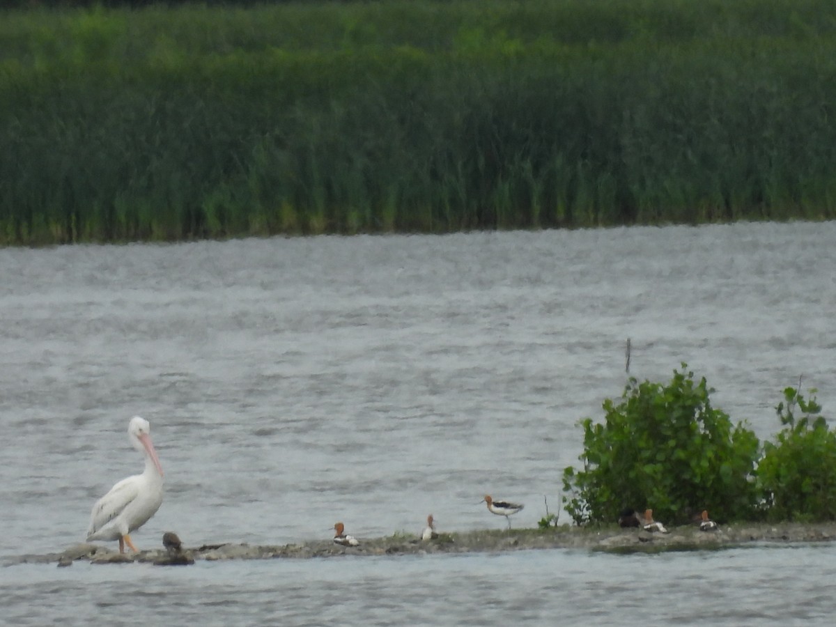 American Avocet - Clayton Will