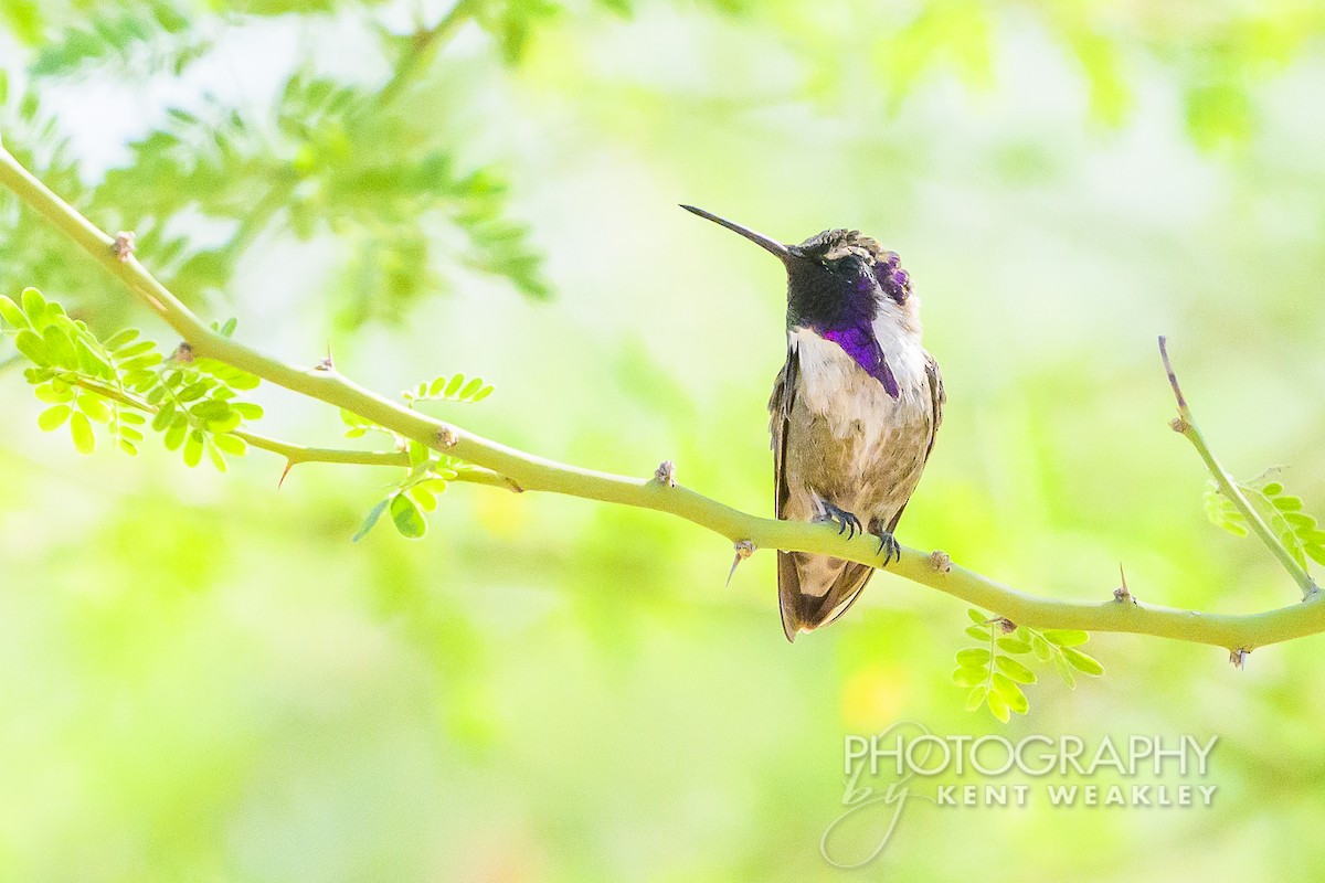 Costa's Hummingbird - Kent Weakley