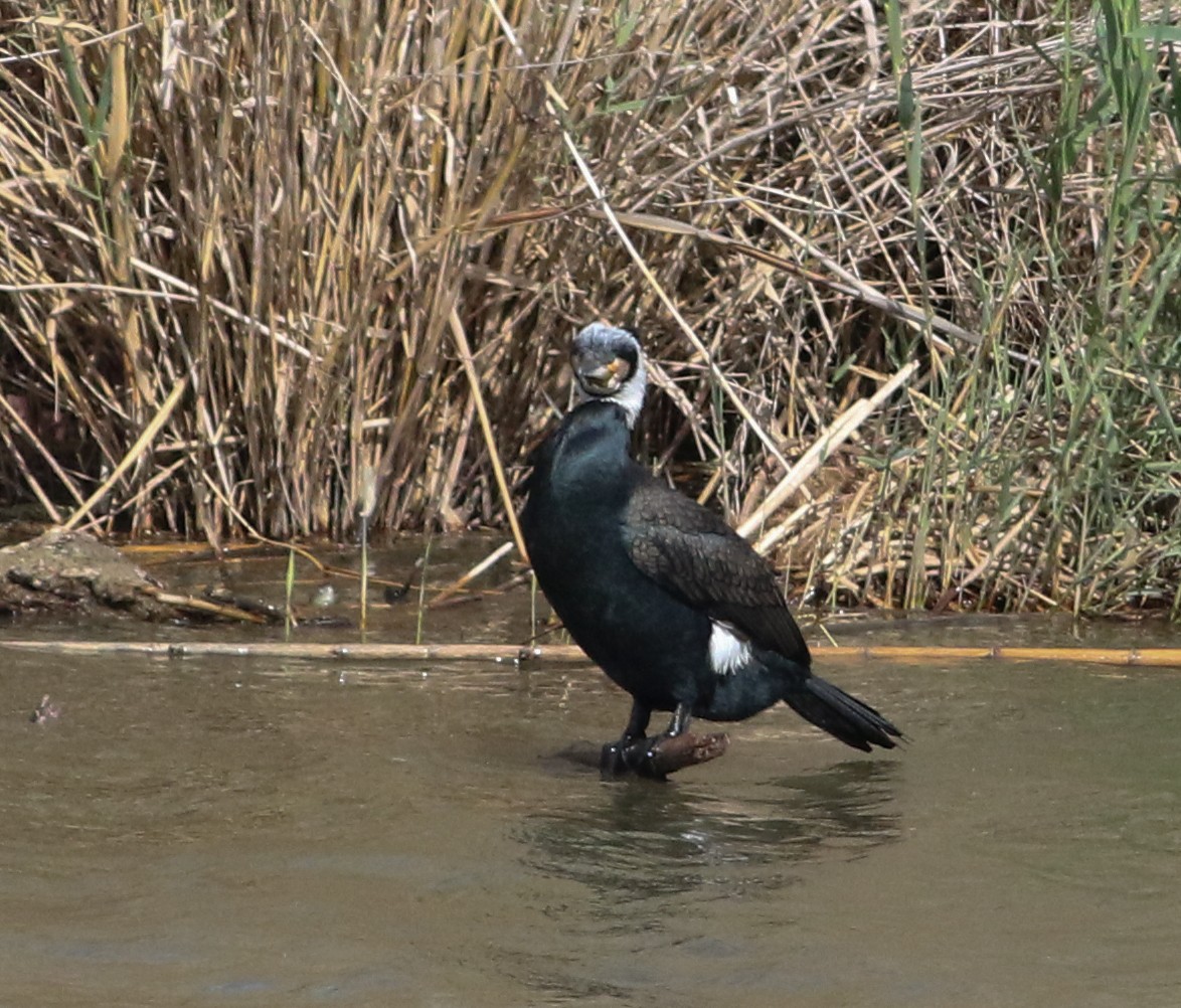 Cormorán Grande - ML620628987