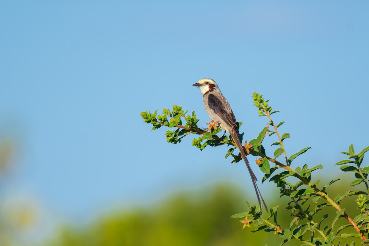 Streamer-tailed Tyrant - Marcelo  Telles