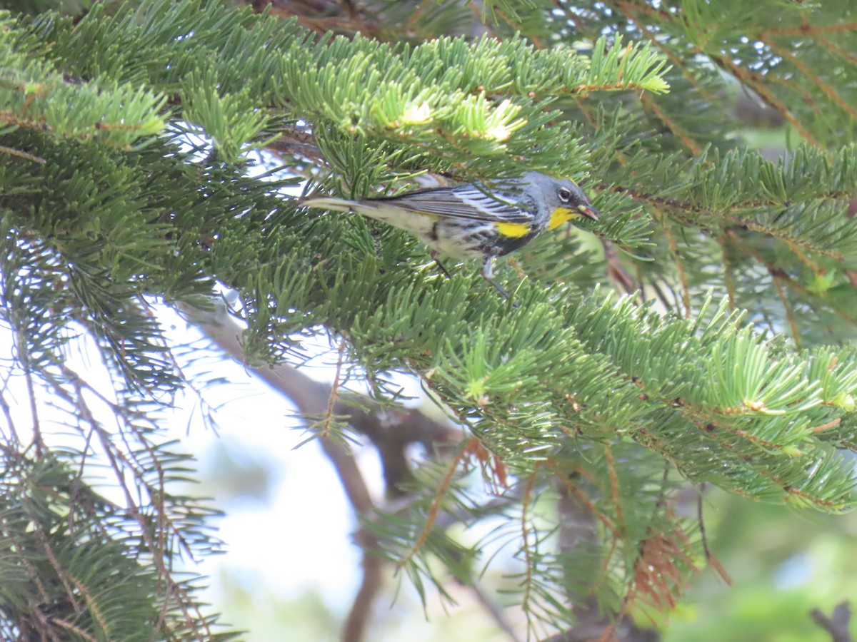 Yellow-rumped Warbler (Audubon's) - ML620628992