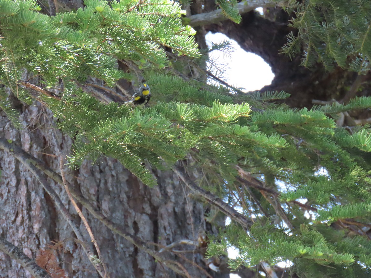 Yellow-rumped Warbler (Audubon's) - ML620628993