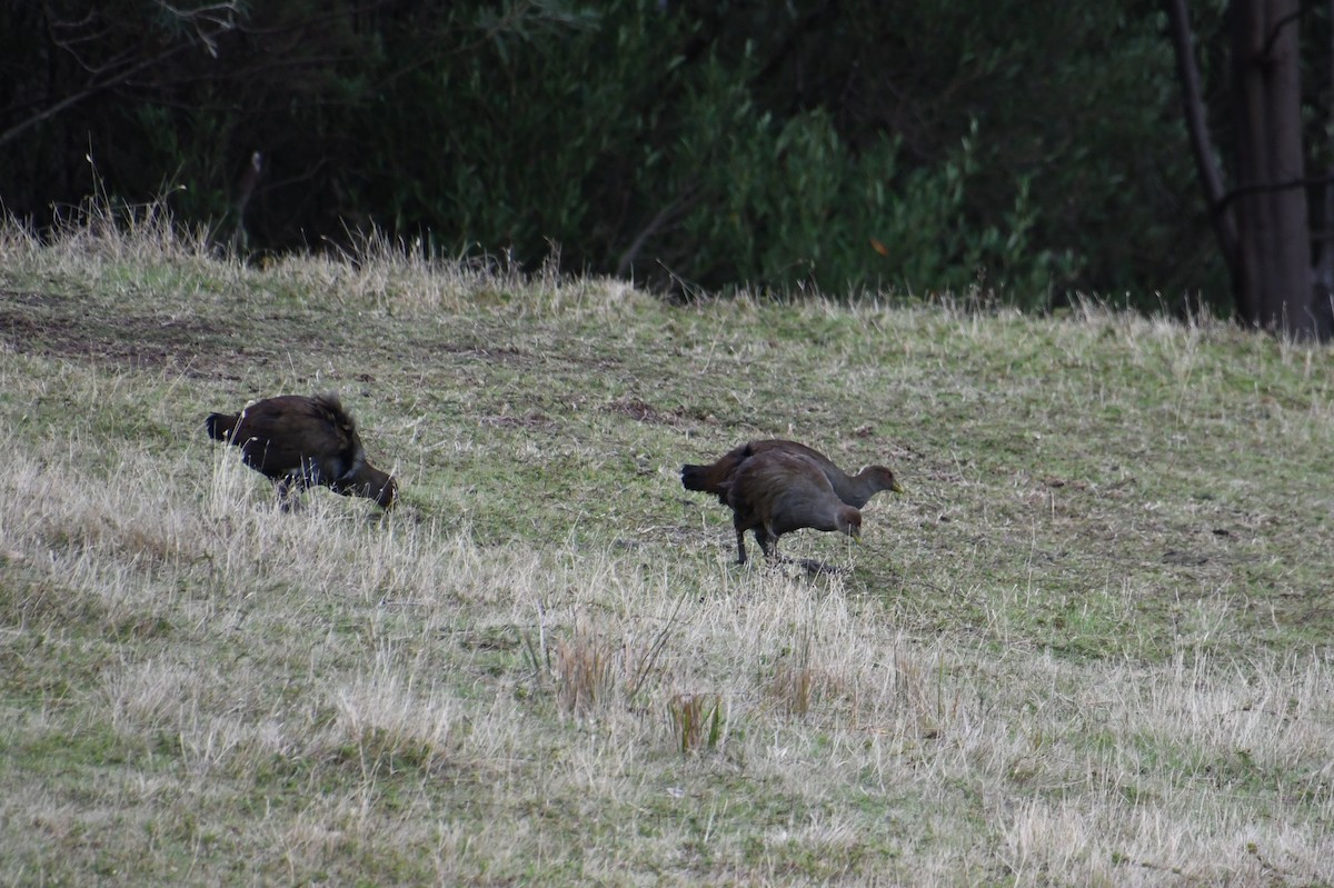 Tasmanian Nativehen - ML620628996