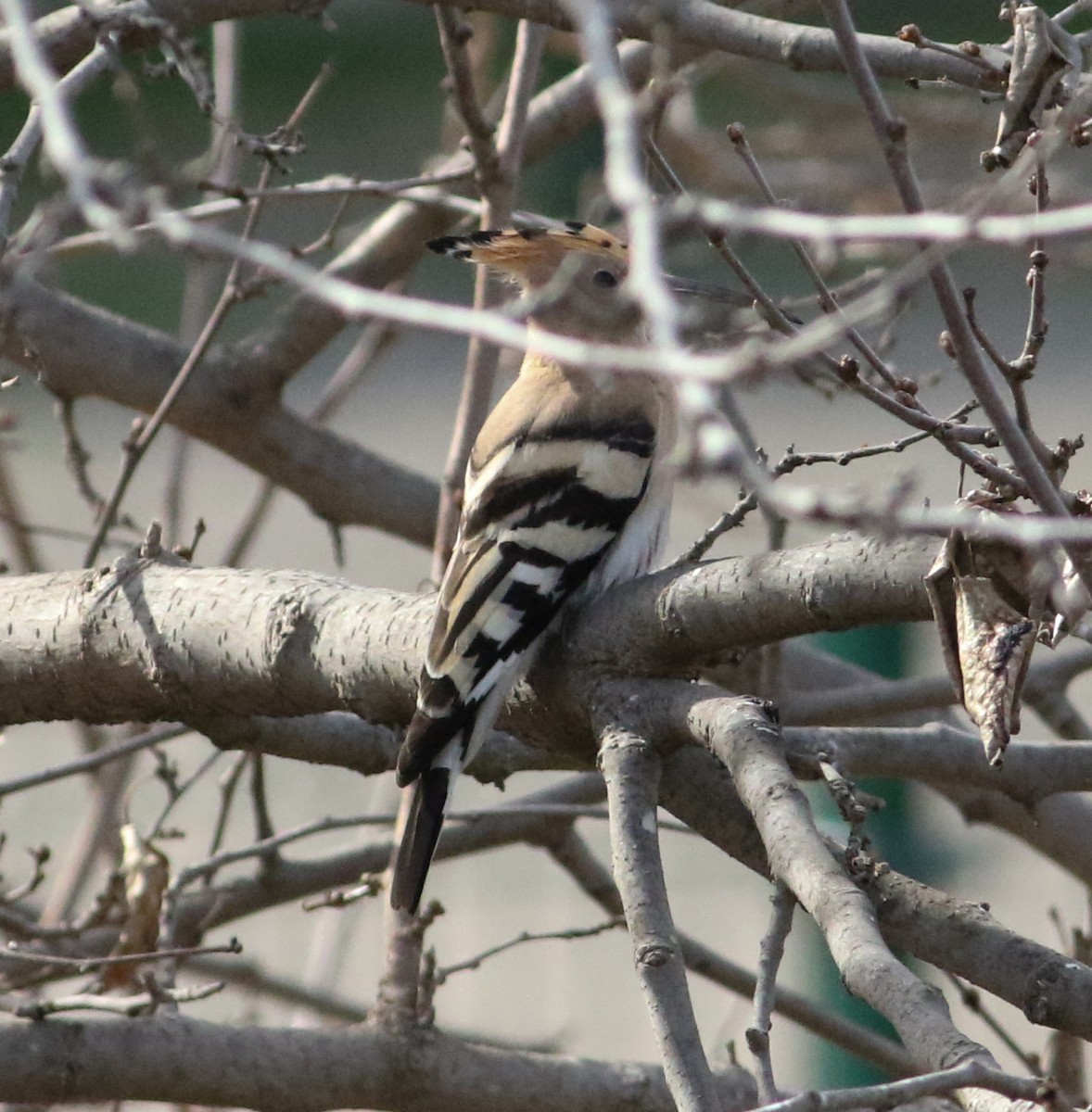 Eurasian Hoopoe - ML620628999