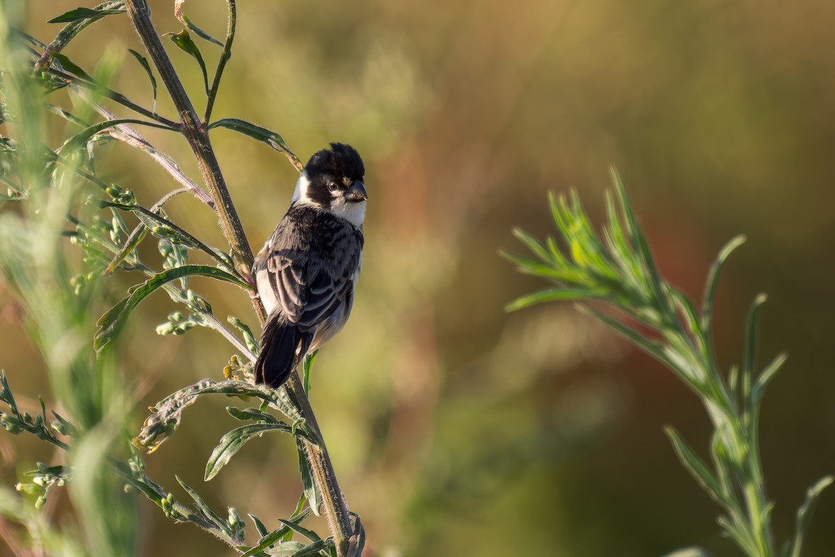 Rusty-collared Seedeater - ML620629000