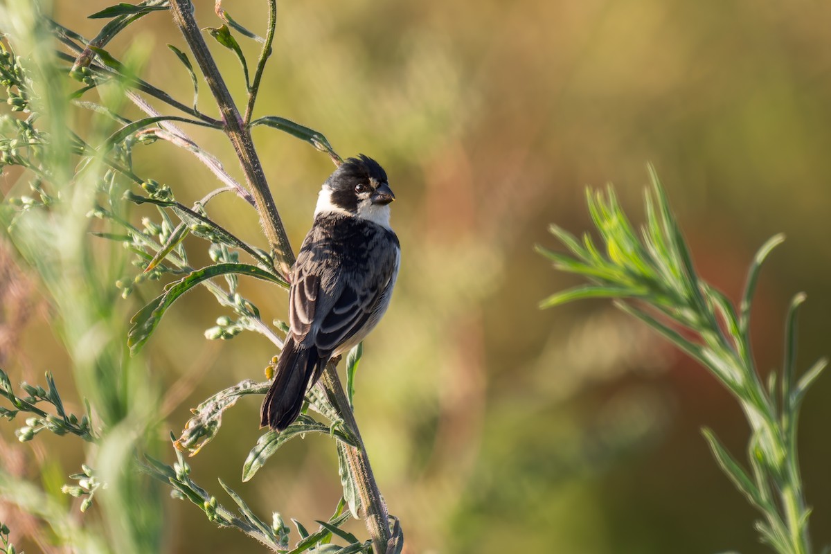 Rusty-collared Seedeater - ML620629001